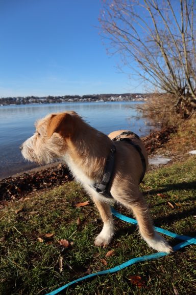 Kleiner Hund blickt auf den See.